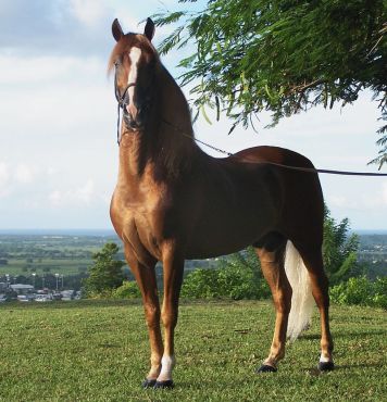 800px-Puerto_rican-Paso-Fino-Horse-chestnut