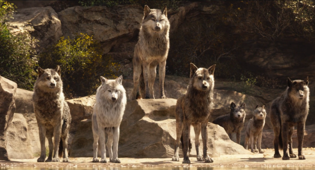 Akela_and_the_Wolf_Pack_(Disney_2016)